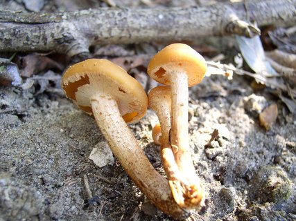 Kuehneromyces mutabilis