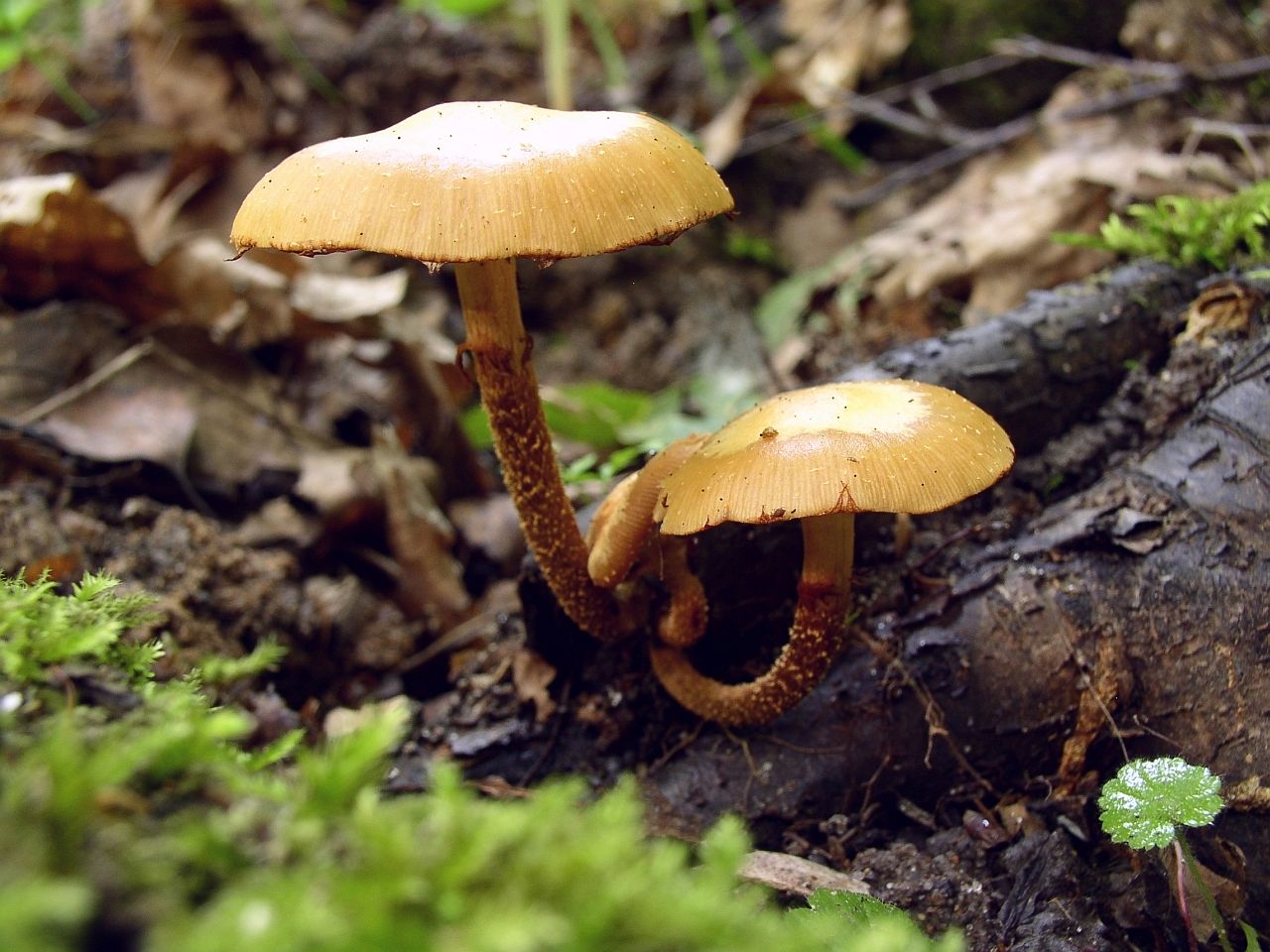 Kuehneromyces mutabilis