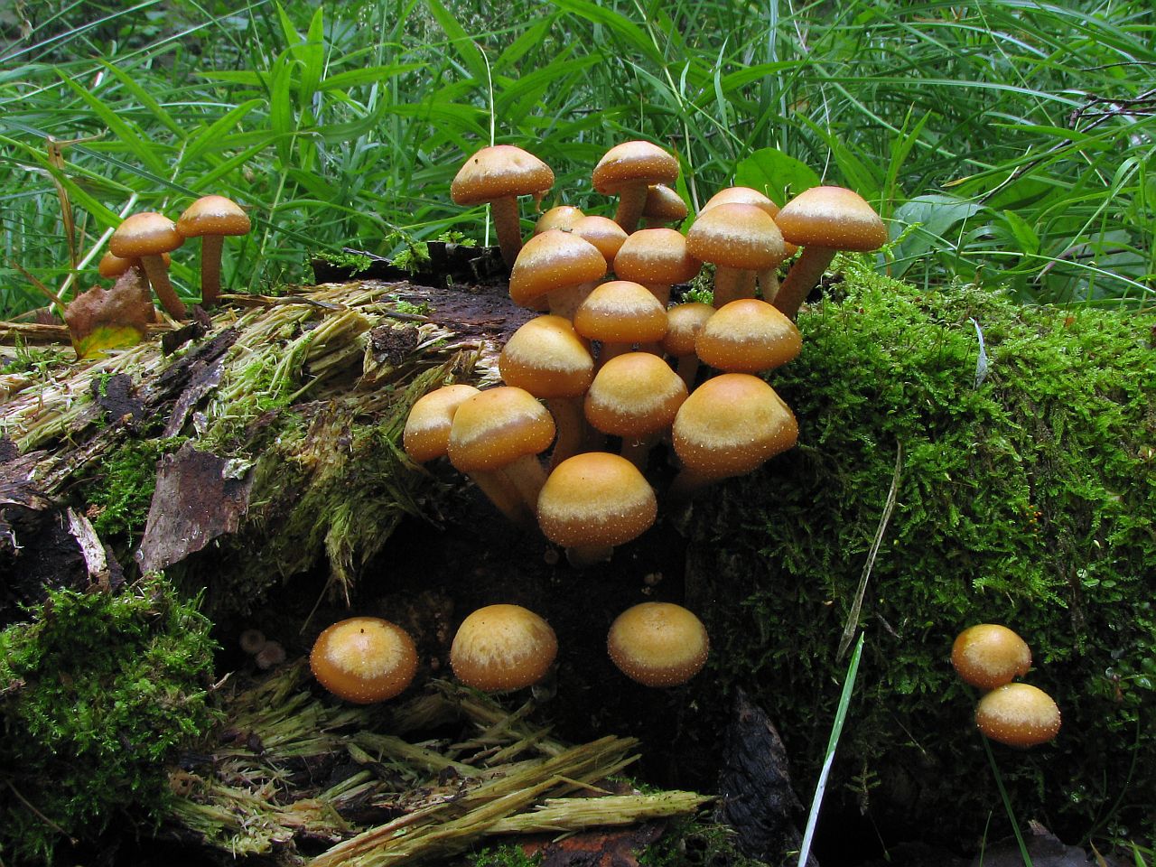 Kuehneromyces mutabilis