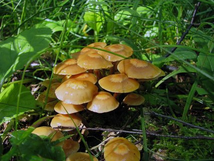 Kuehneromyces mutabilis