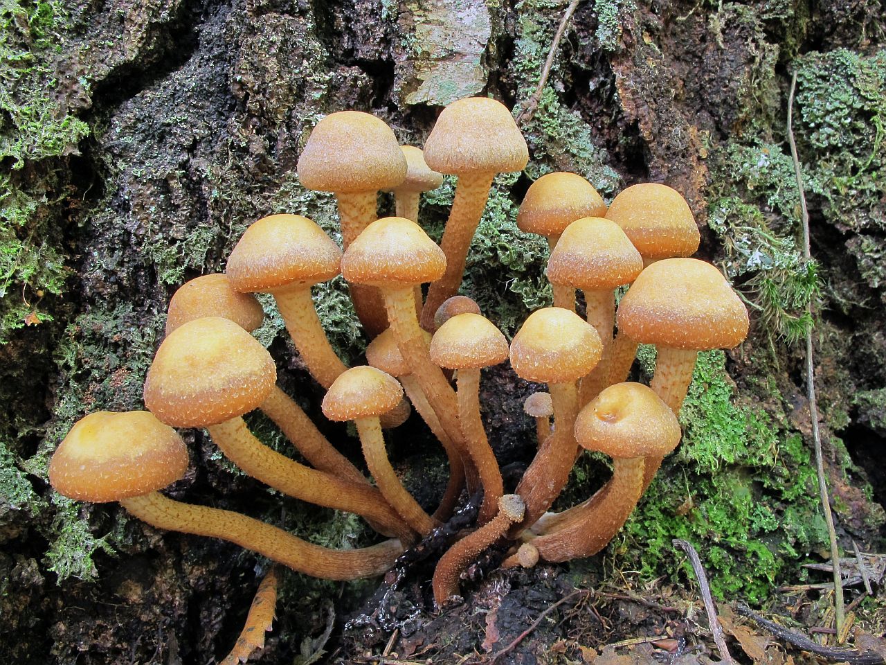 Kuehneromyces mutabilis
