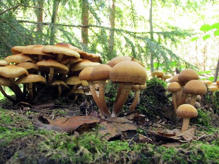 Kuehneromyces mutabilis