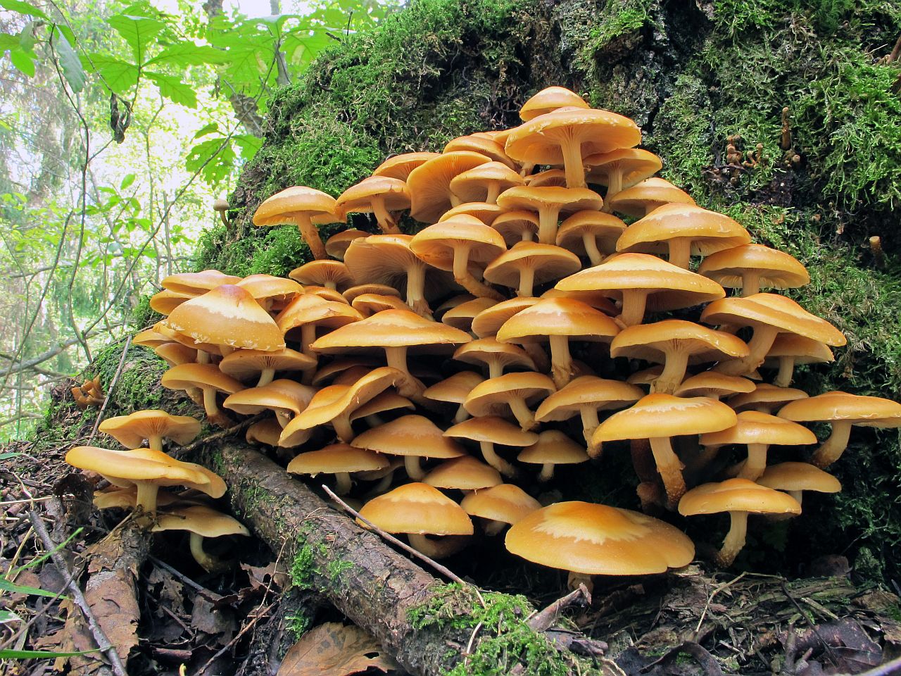 Kuehneromyces mutabilis