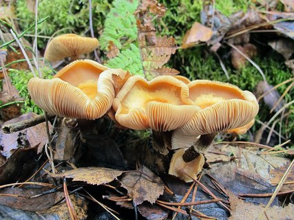 Kuehneromyces mutabilis