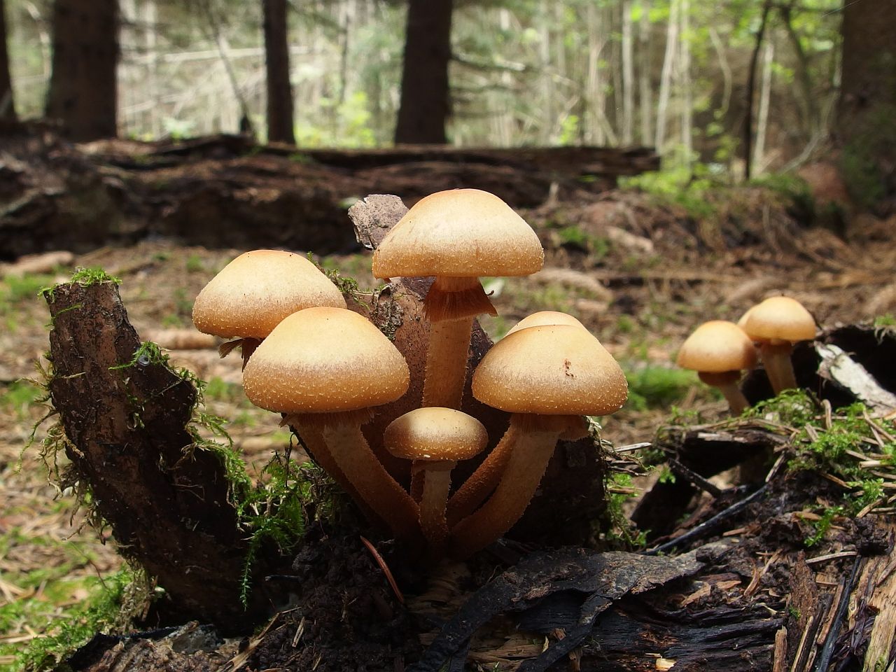 Kuehneromyces mutabilis