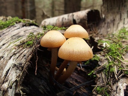 Kuehneromyces mutabilis