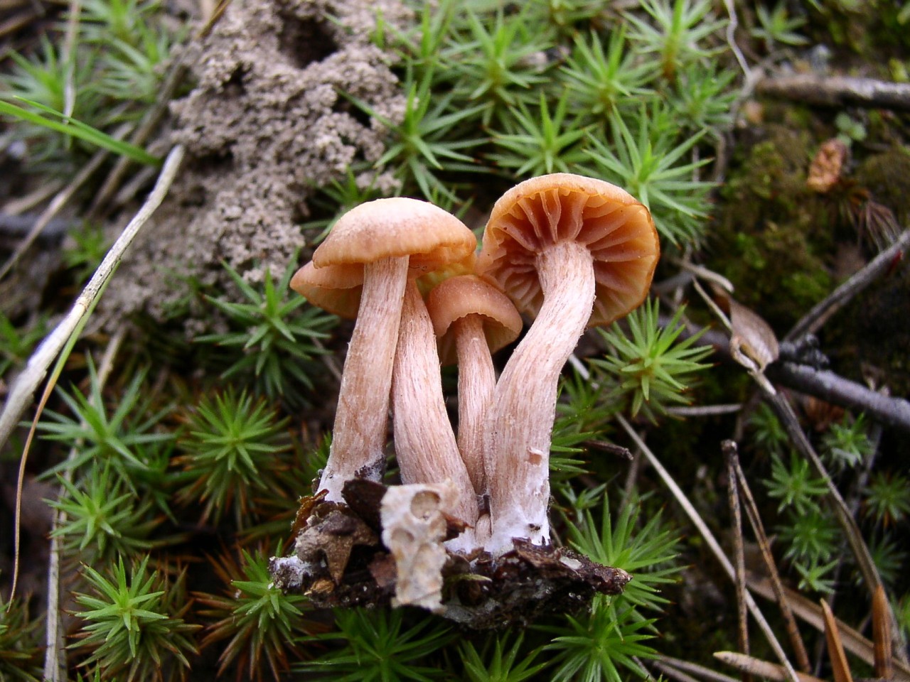 Laccaria laccata