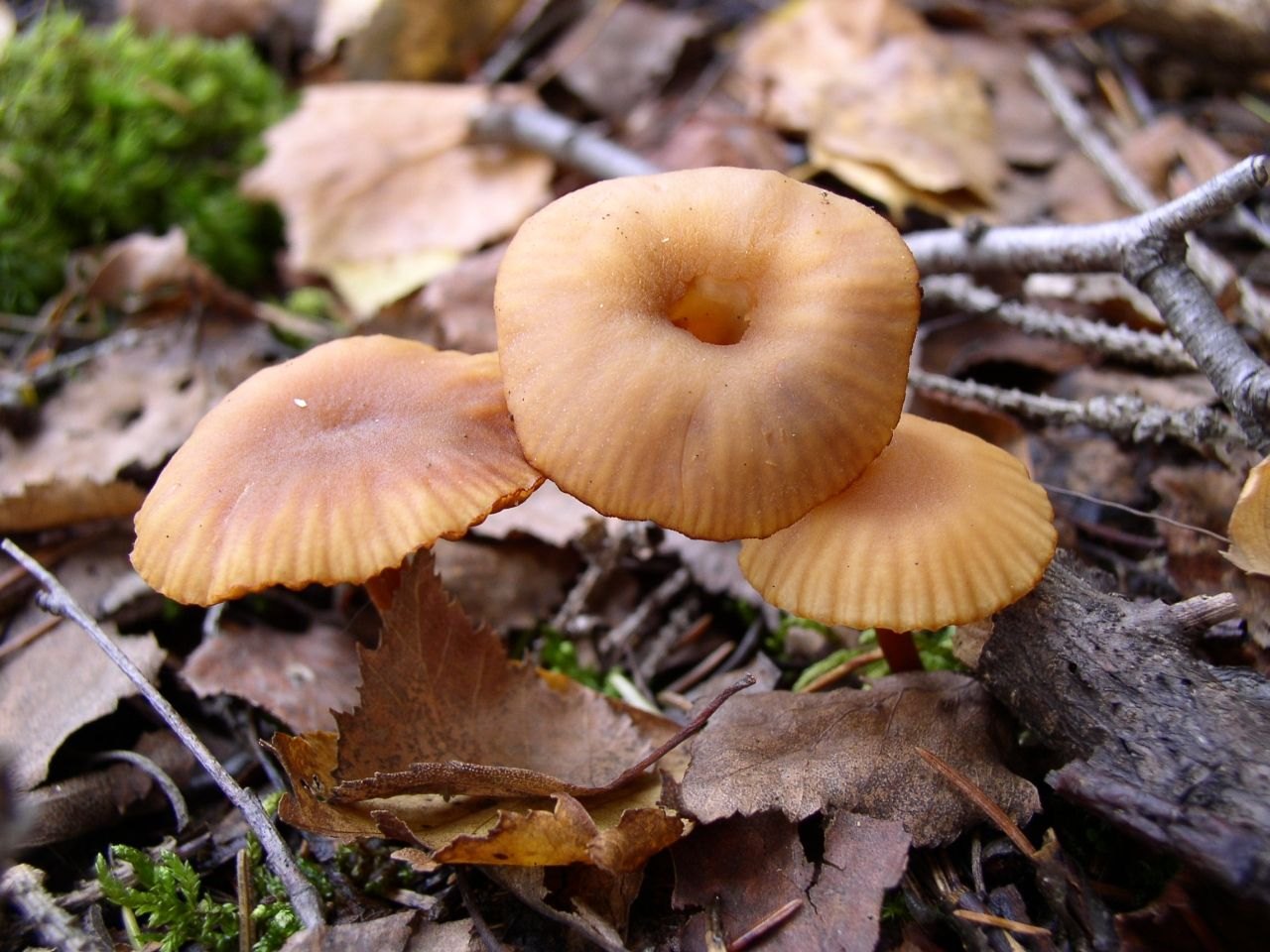 Laccaria laccata