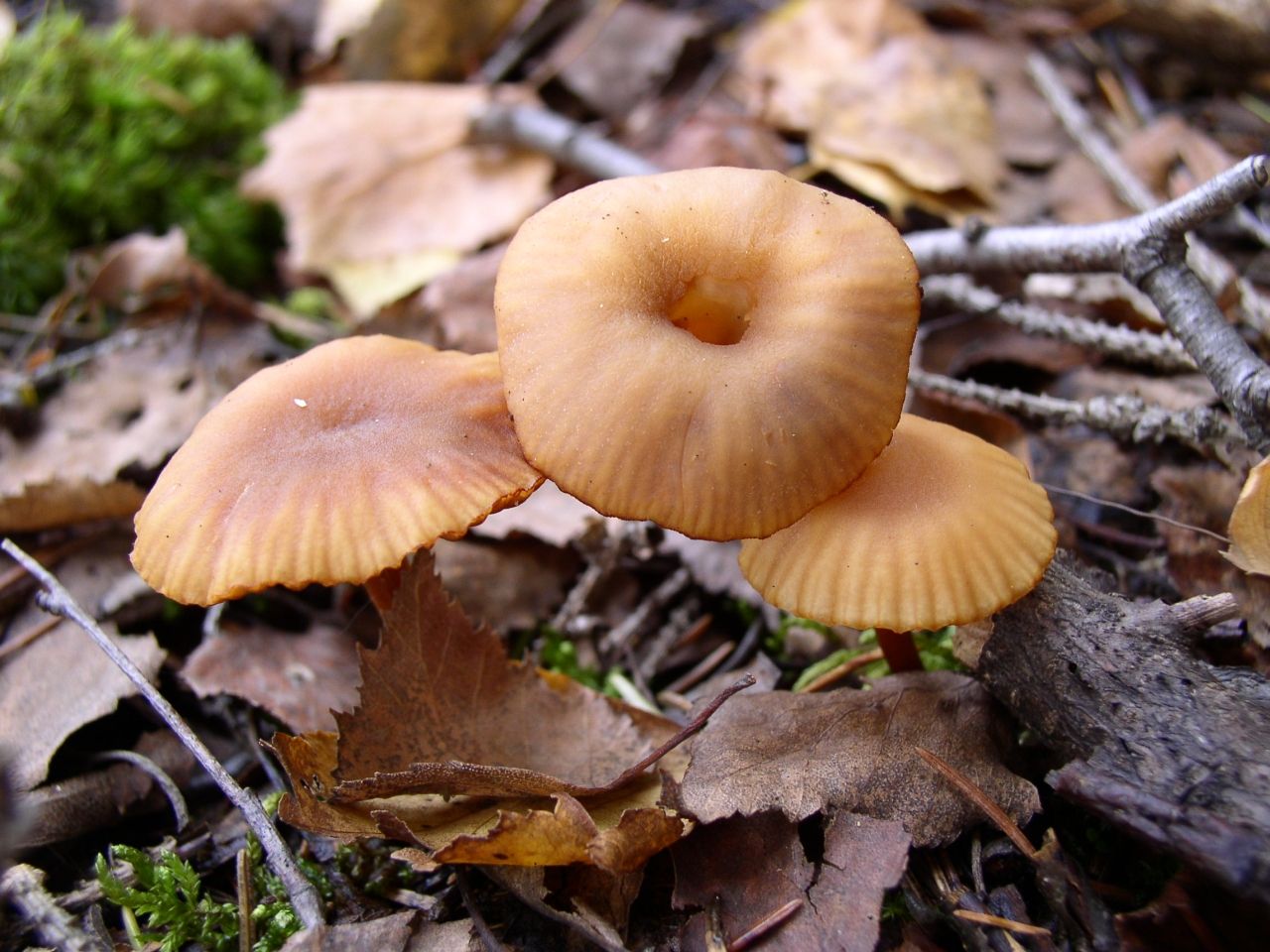 Laccaria laccata
