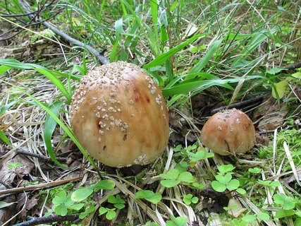 Amanita rubescens