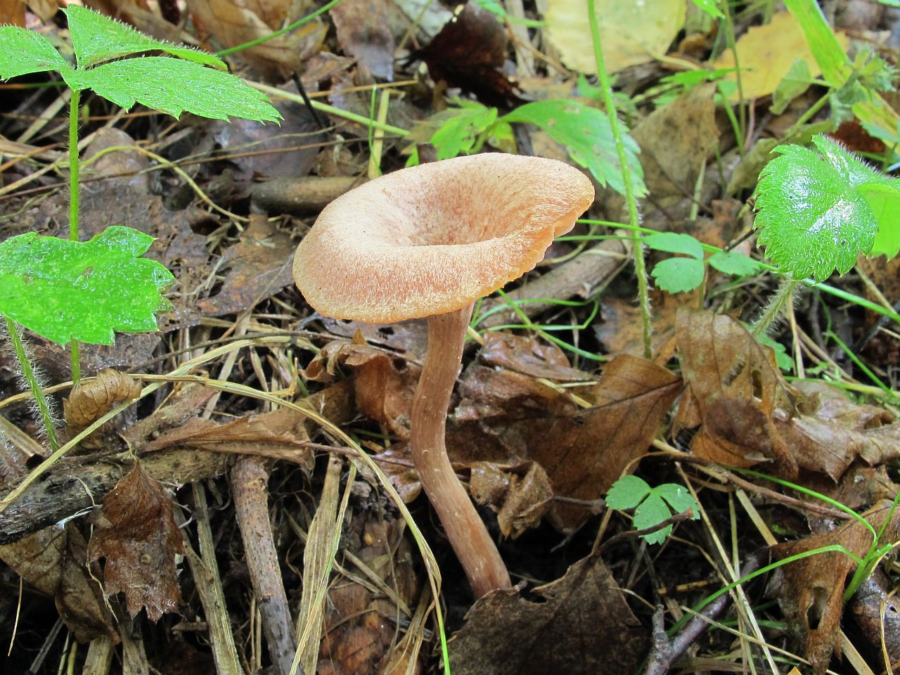 Laccaria laccata