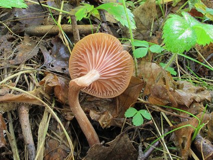 Laccaria laccata