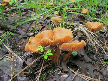 Laccaria laccata