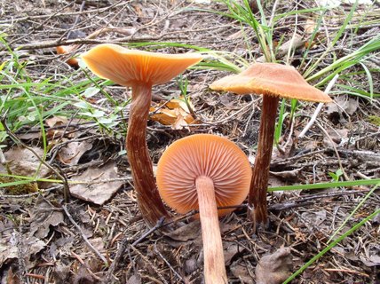 Laccaria proxima