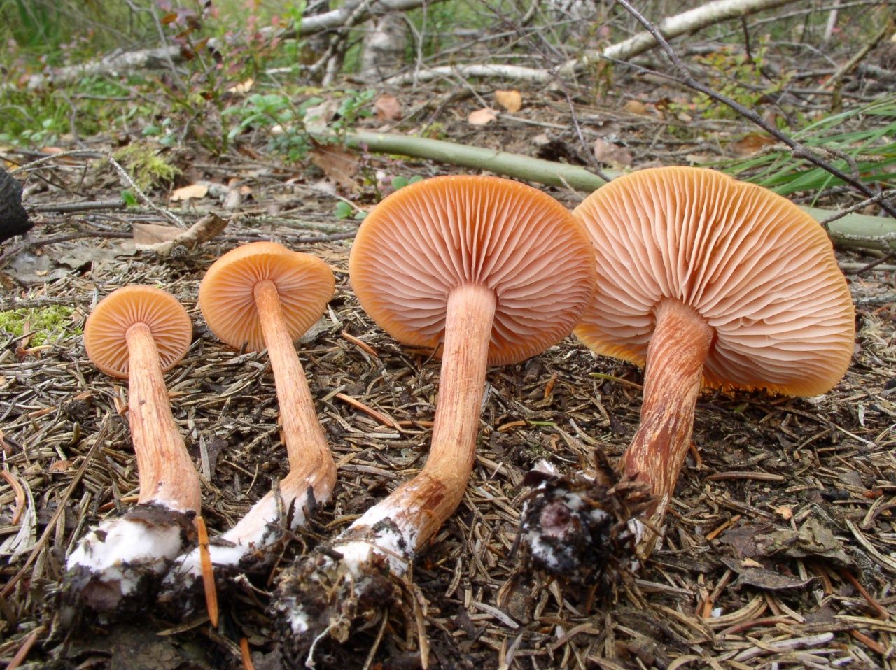 Laccaria proxima