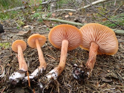 Laccaria proxima