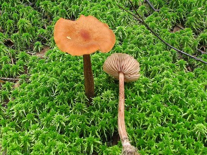 Laccaria proxima