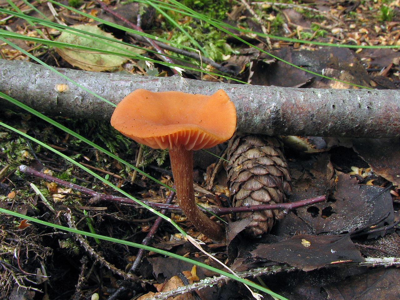 Laccaria proxima