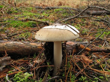 Amanita submembranacea