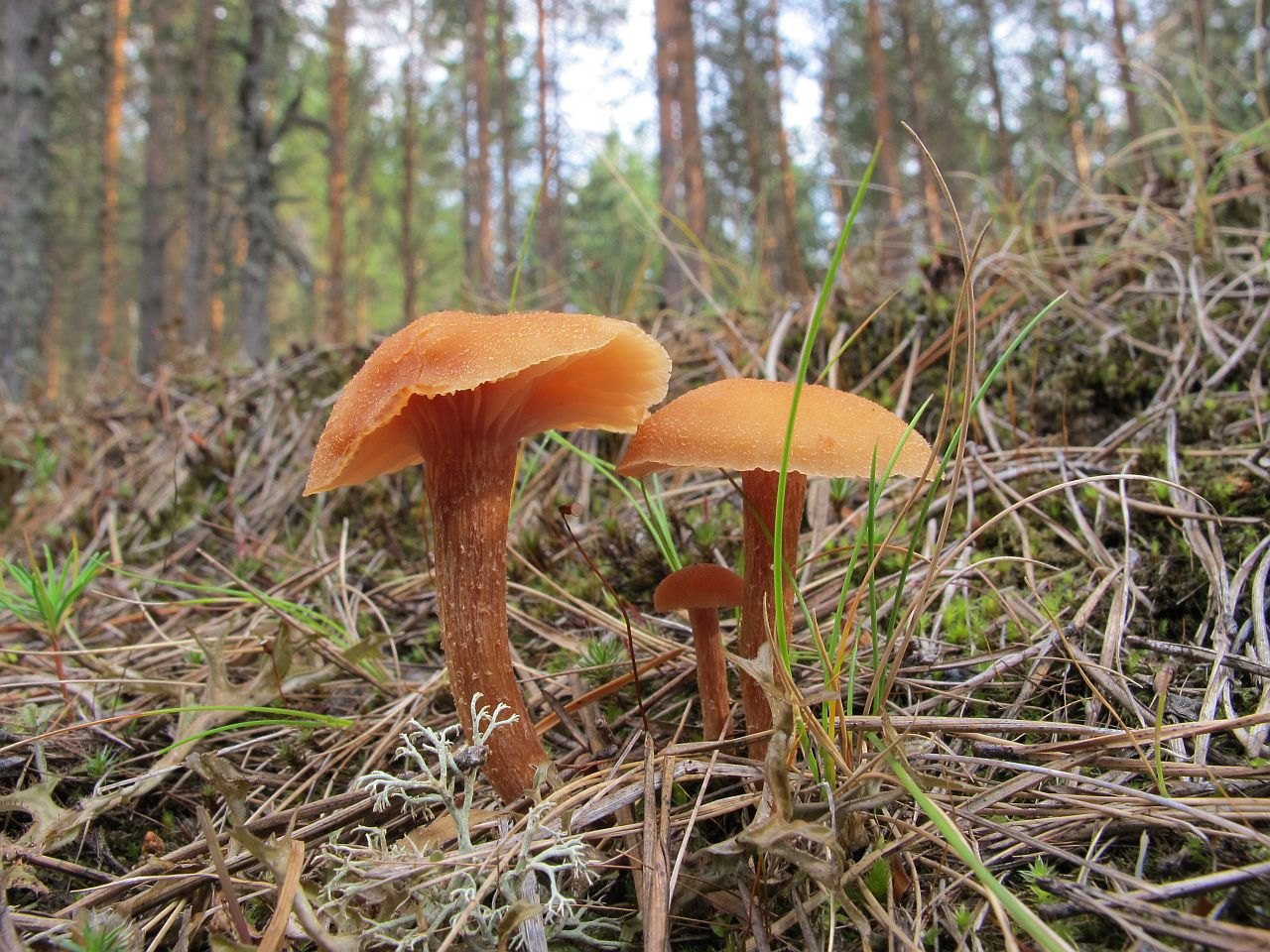 Laccaria proxima