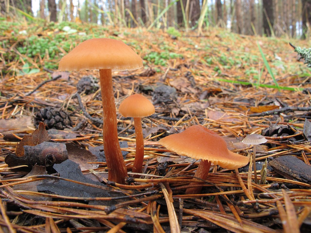 Laccaria proxima