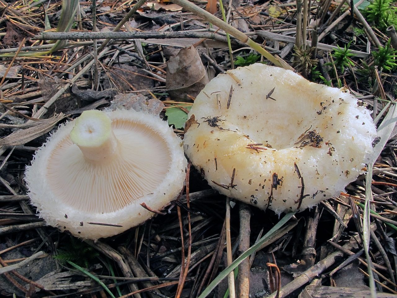 Lactarius