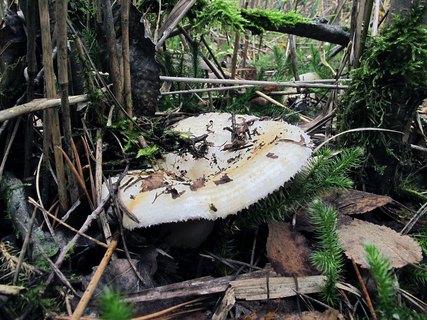 Lactarius aquizonatus