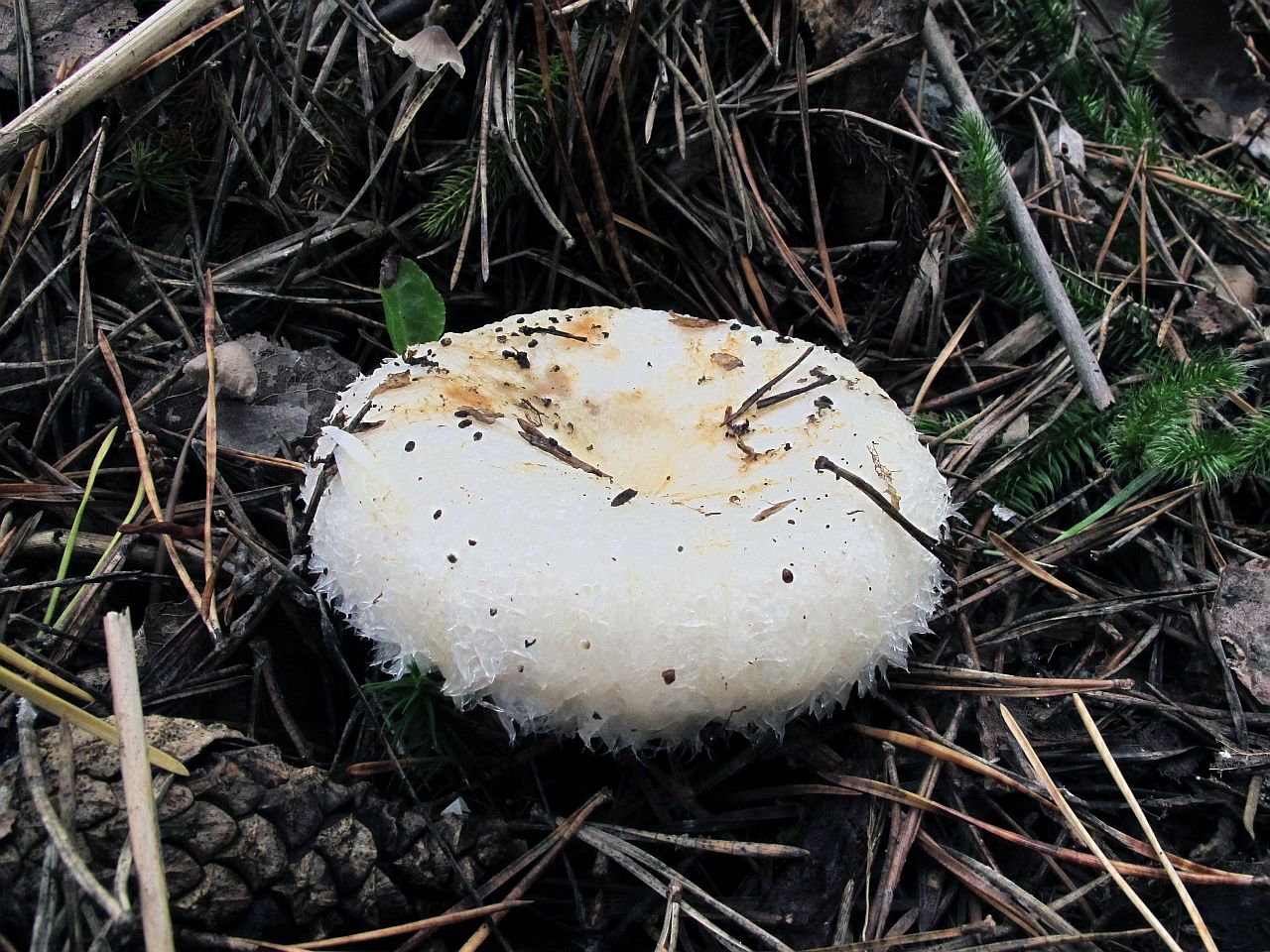 Lactarius aquizonatus
