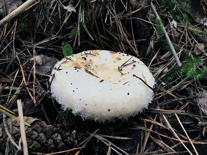 Lactarius aquizonatus