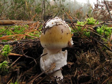 Amanita submembranacea