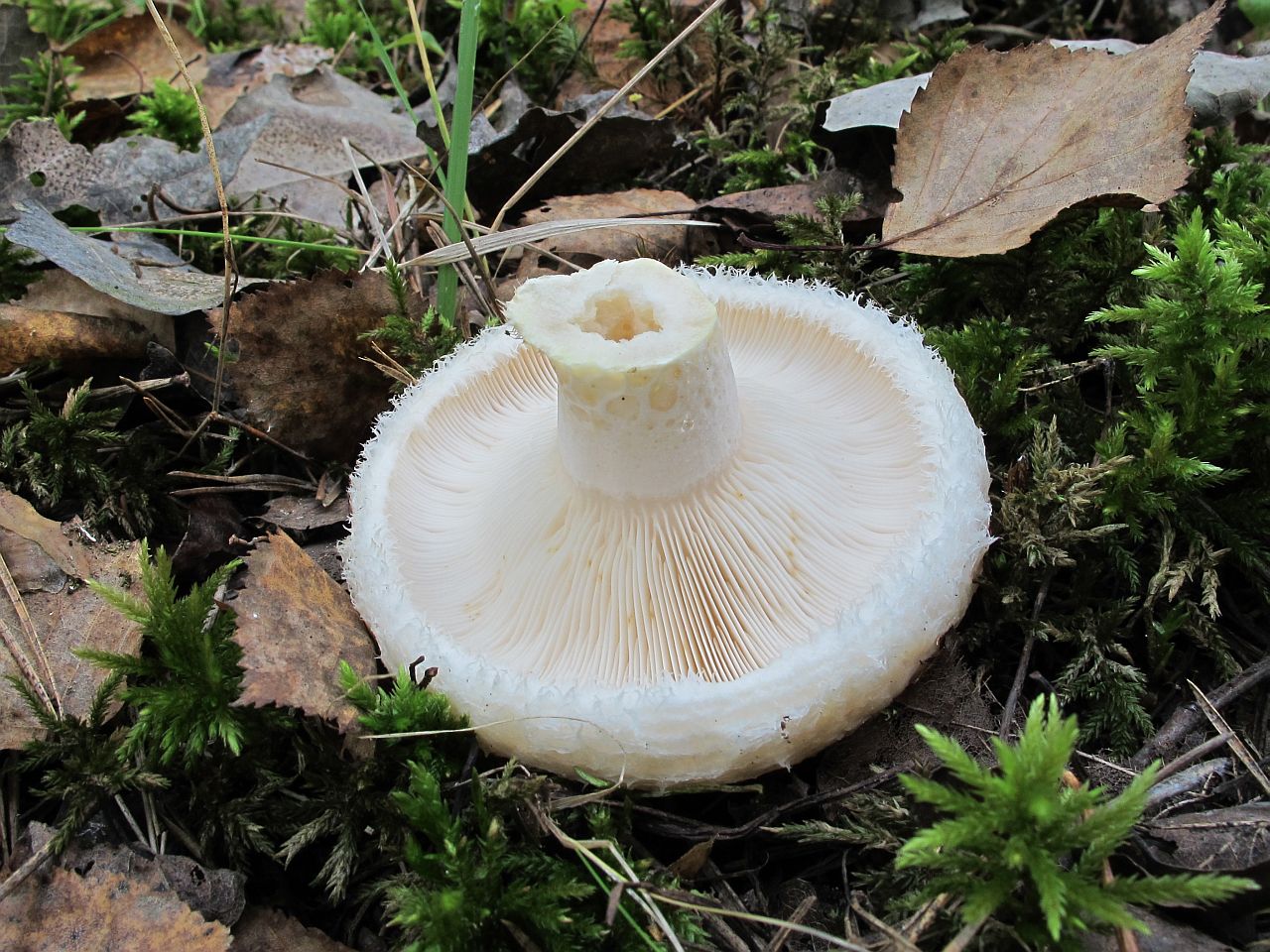Lactarius aquizonatus