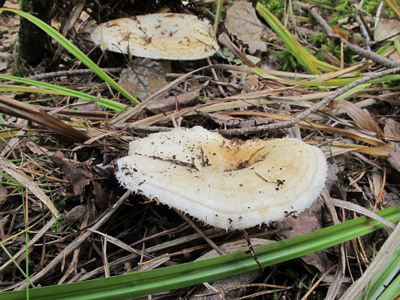 Lactarius aquizonatus
