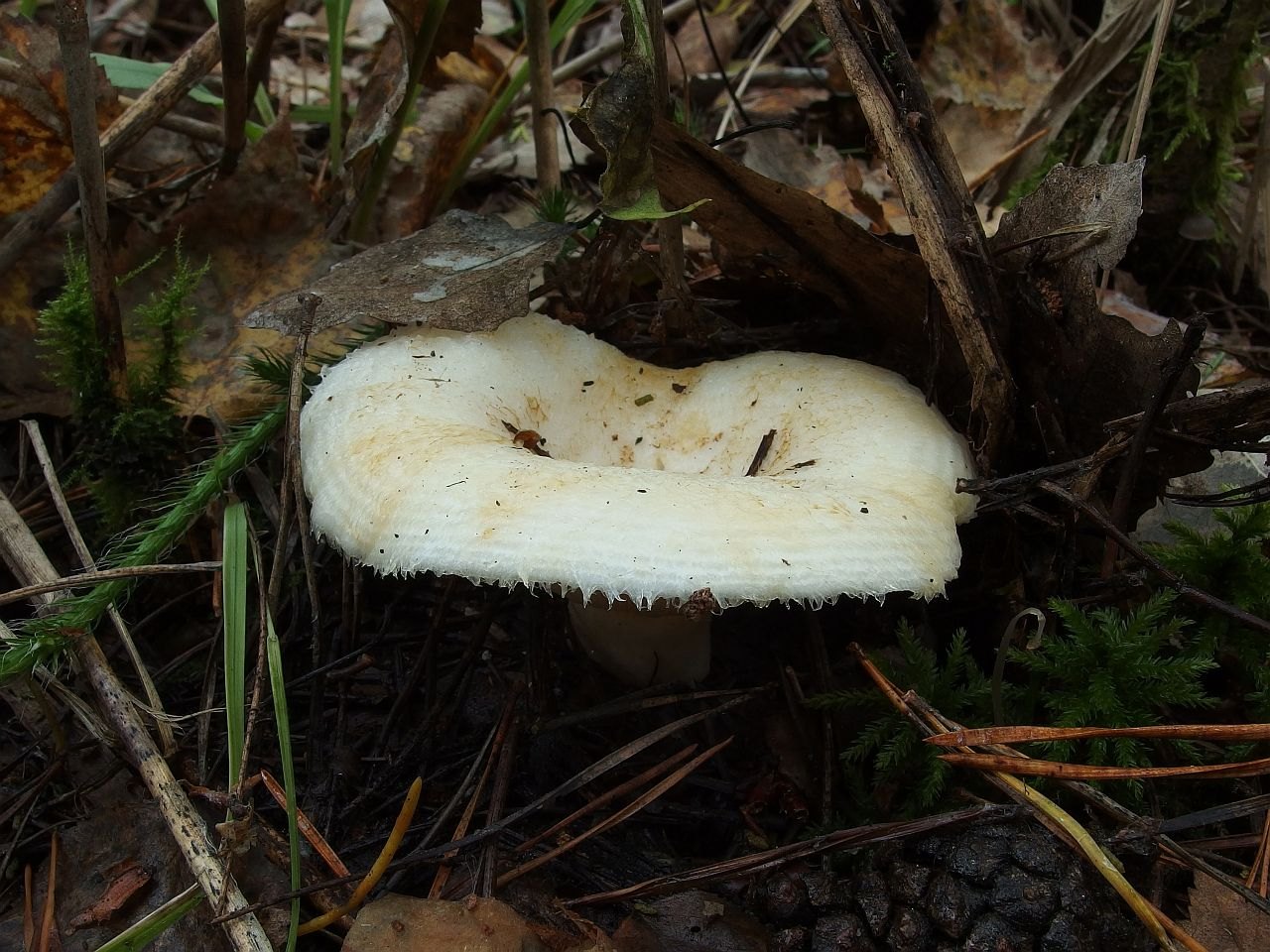 Lactarius aquizonatus