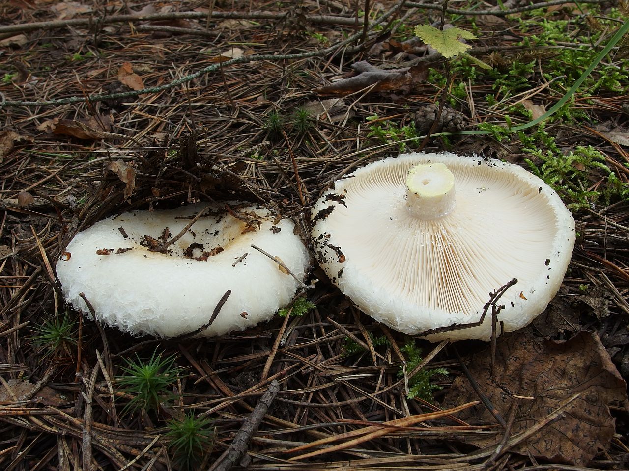 Lactarius aquizonatus