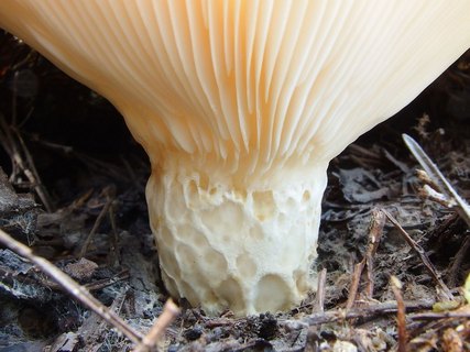 Lactarius aquizonatus