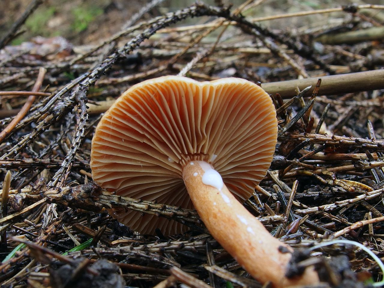 Lactarius aurantiacus