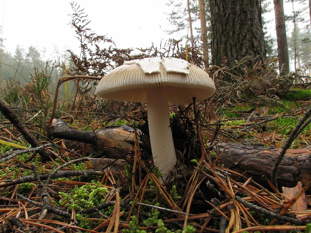 Amanita submembranacea