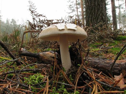 Amanita submembranacea