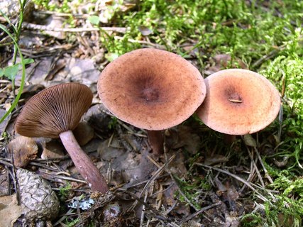 Lactarius camphoratus