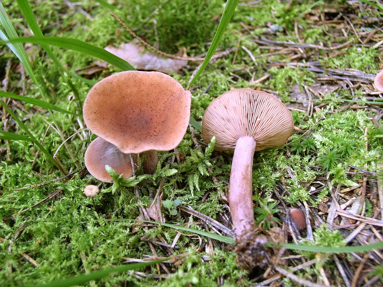 Lactarius camphoratus