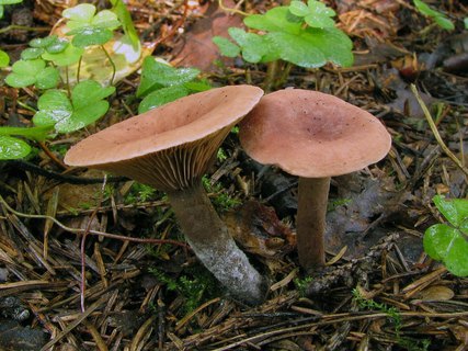 Lactarius camphoratus