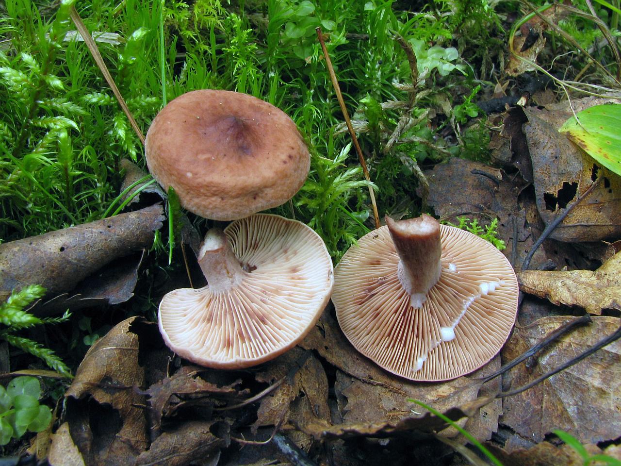 Lactarius camphoratus