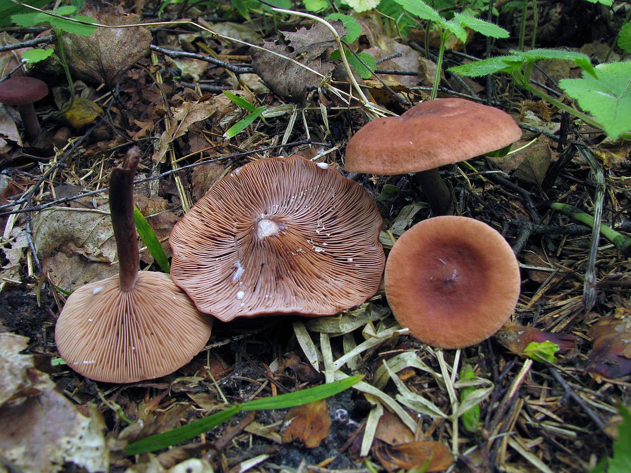 Lactarius camphoratus