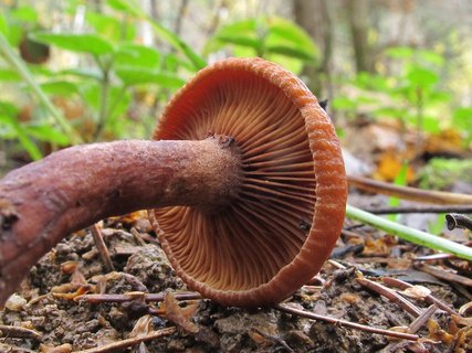 Lactarius camphoratus