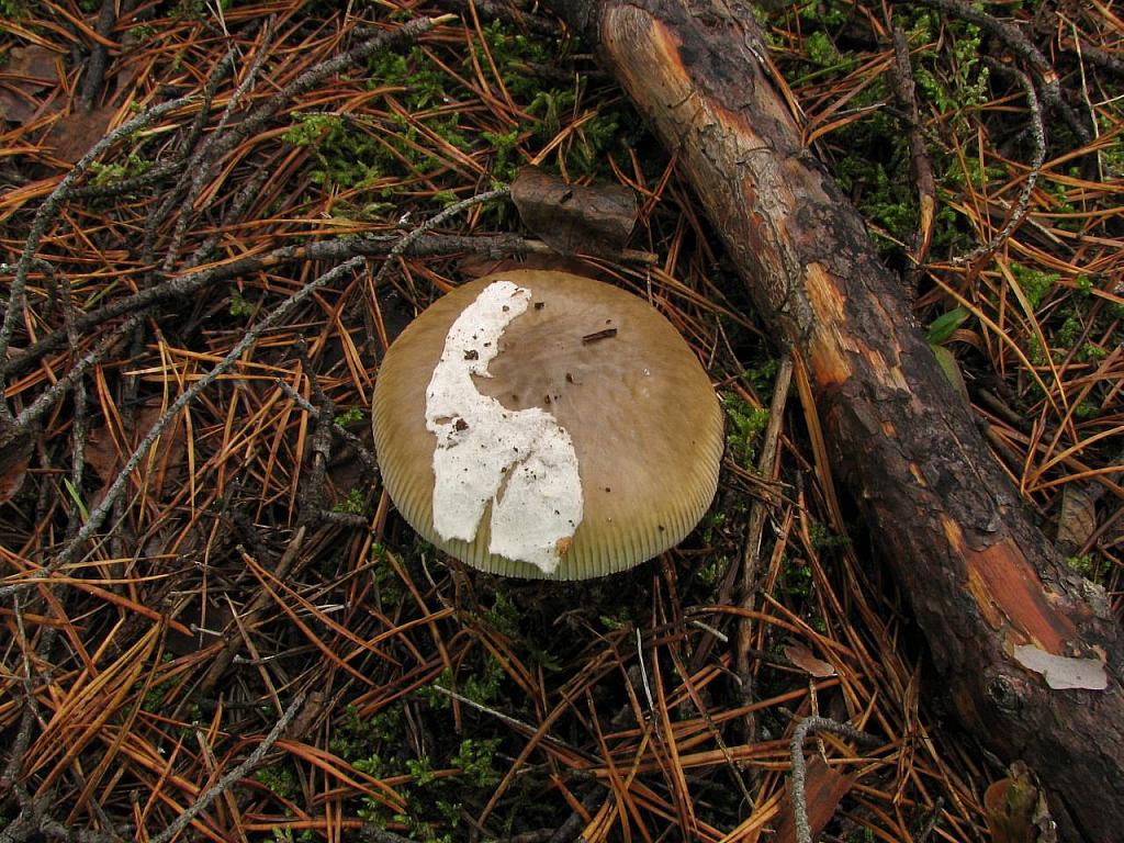 Amanita submembranacea