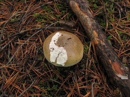 Amanita submembranacea
