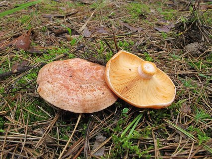 Lactarius deliciosus
