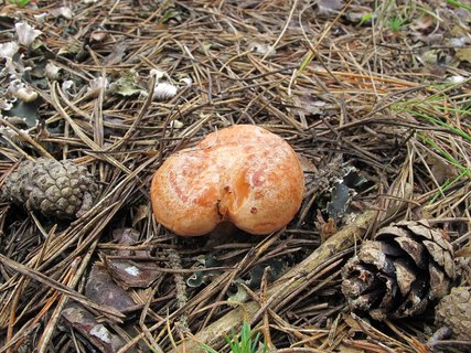 Lactarius deliciosus