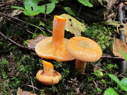 Lactarius deterrimus