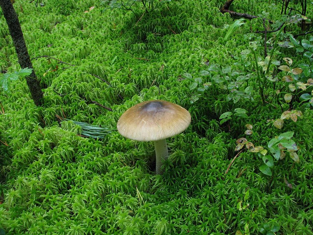 Amanita submembranacea